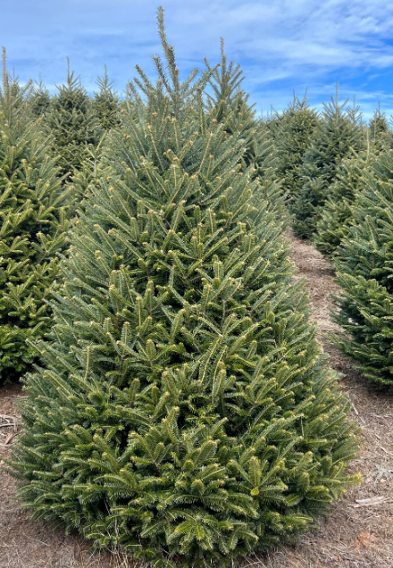 Christmas Tree Fraser Fir