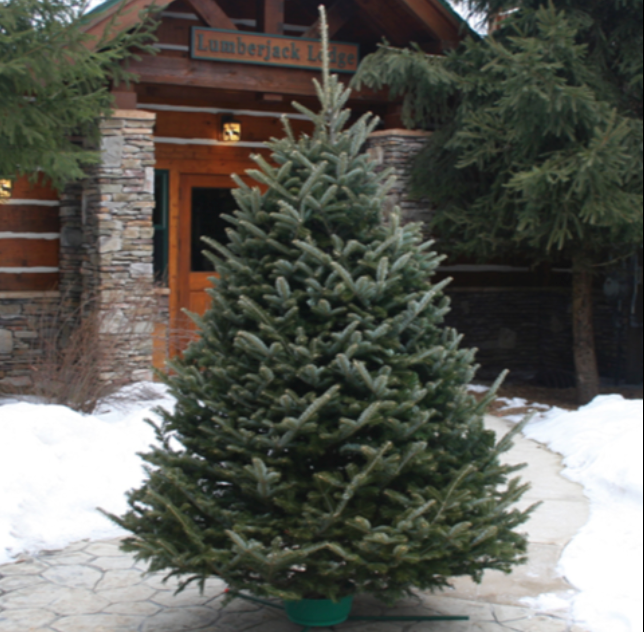 Christmas Tree Fraser Fir