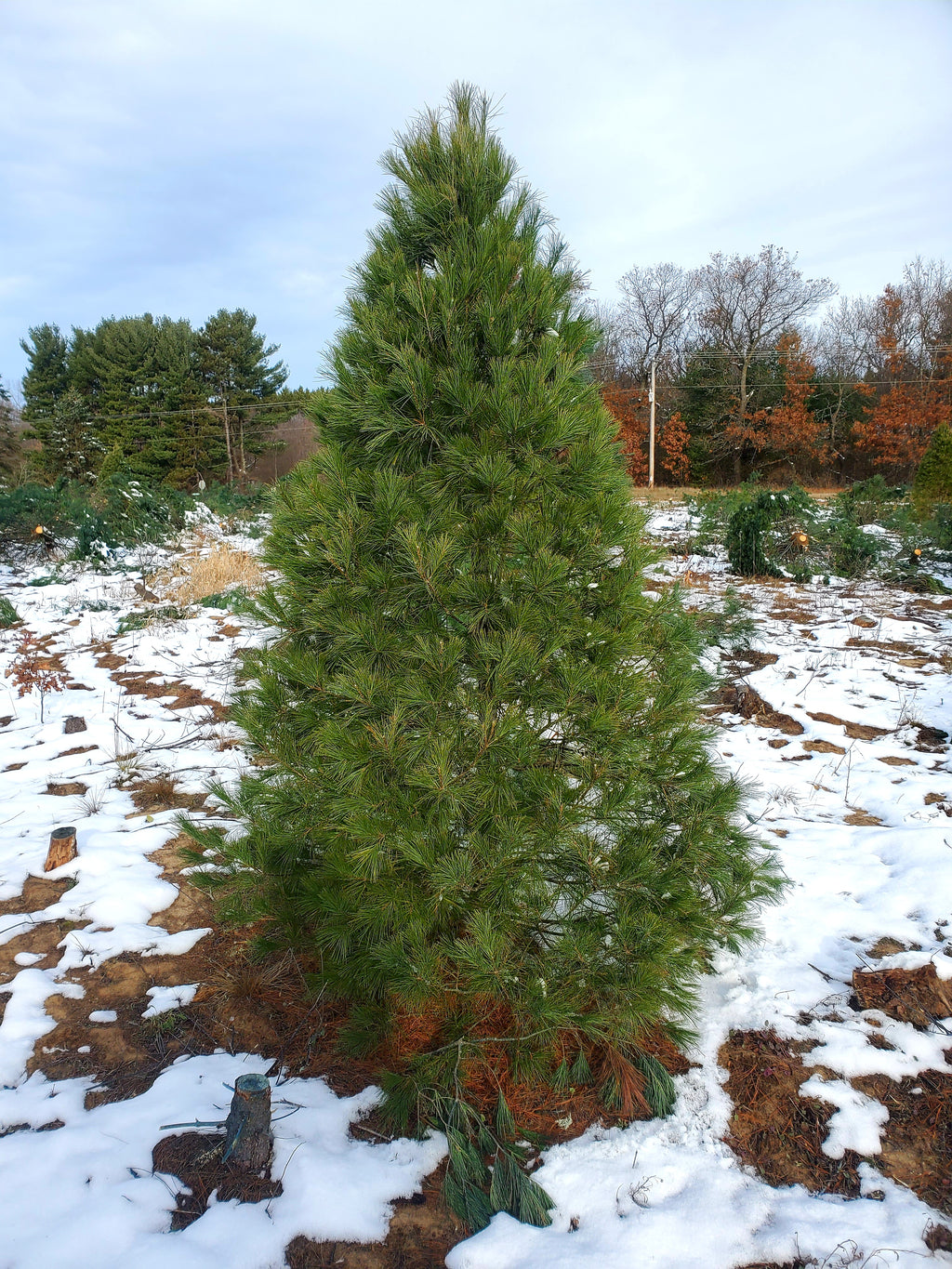Christmas Tree White Pine