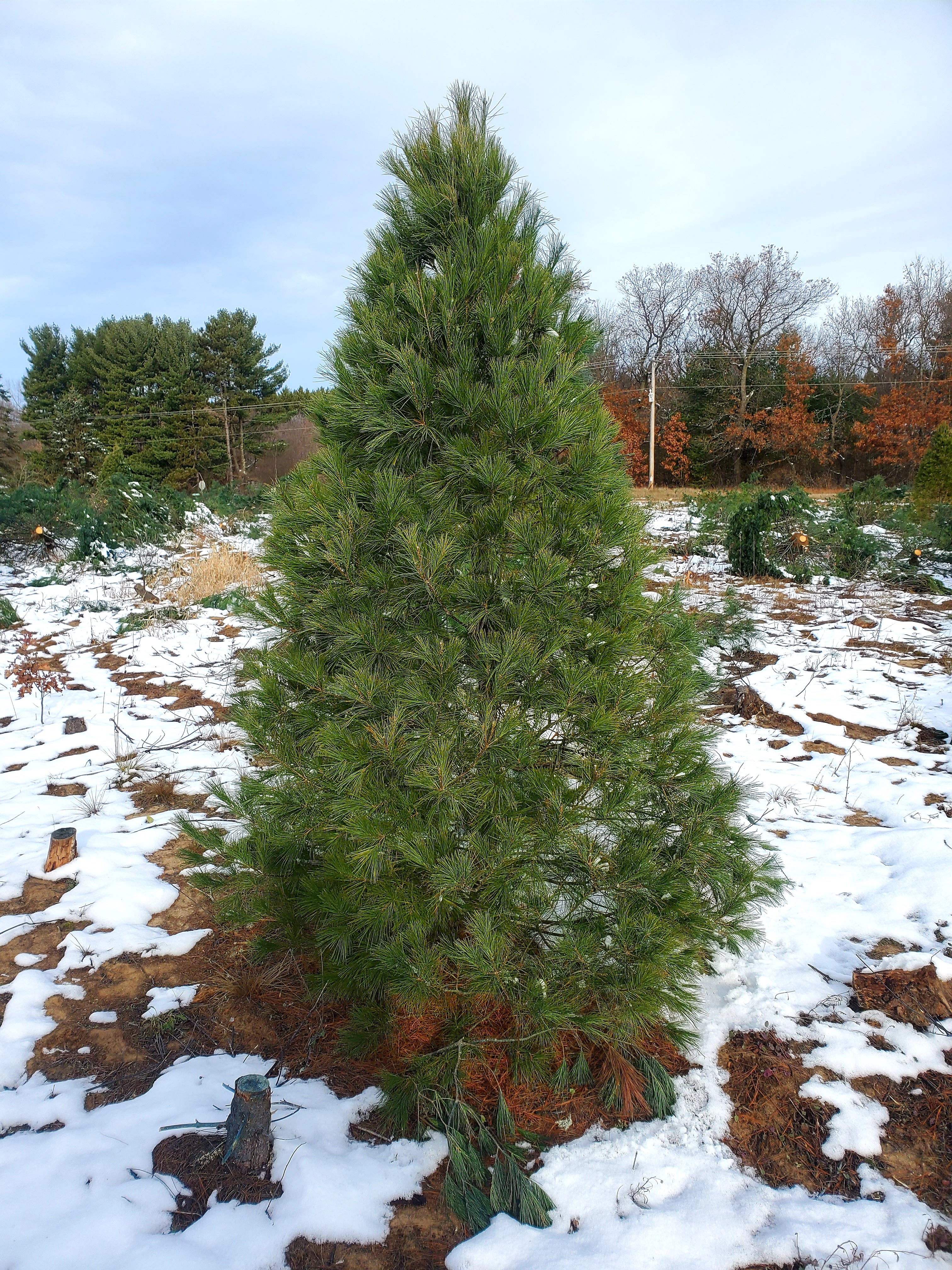 Christmas Tree White Pine