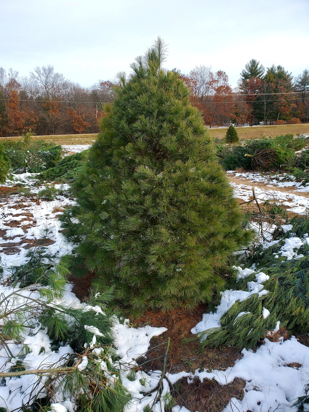 Christmas Tree White Pine