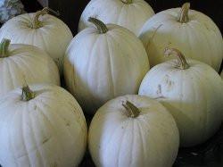 Pumpkins Chicago Large White Pumpkin