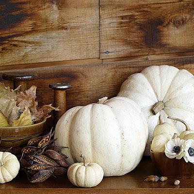 Pumpkins Chicago Medium White Pumpkin