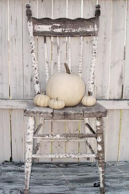 Pumpkins Chicago Mini White Pumpkins