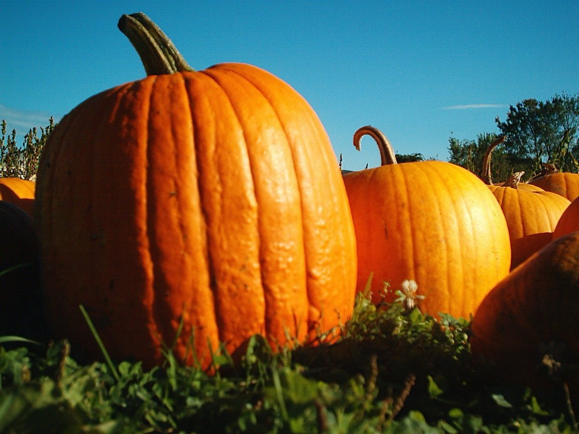 Pumpkins Chicago XLarge Orange Pumpkin