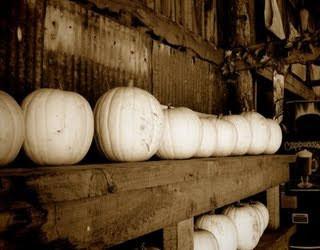 Pumpkins Chicago XLarge White Pumpkin