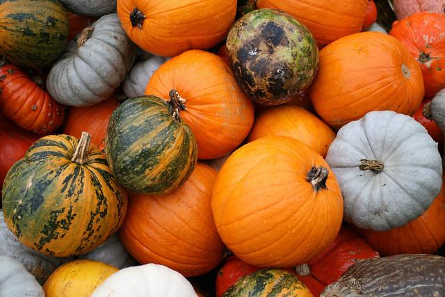 Pie pumpkins with min white and gourds