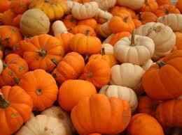 Pumpkins Chicago Mini Orange Pumpkins