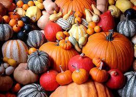 Pumpkins Chicago Gourds